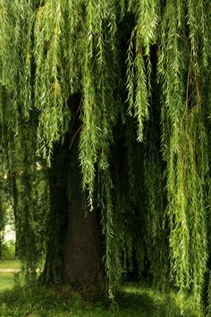 a bench under a tree with green leaves on the branches and grass in the foreground