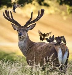 a deer standing in tall grass with birds on its back