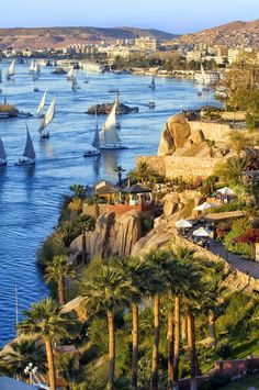 boats are sailing on the water near palm trees