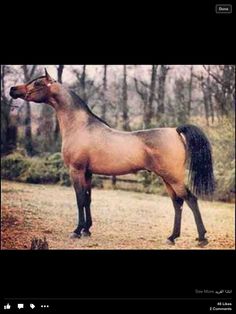 a brown horse standing in the middle of a field with trees behind it and an instagram message below