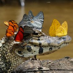 Butterfly Crown, Regnul Animal, Photo Animaliere, Braid Ideas, Crocodiles, Reptiles And Amphibians, Imagine Dragons, Amphibians, 귀여운 동물