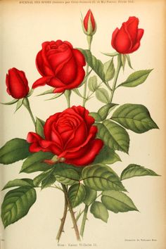 a drawing of three red roses with green leaves on a white background, in an antique book