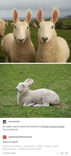 two sheep with bunny ears sitting next to each other on the same grass covered field