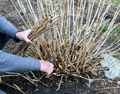 a person is picking up twigs from the ground