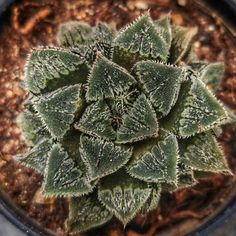 a close up of a plant in a pot with dirt on the ground behind it