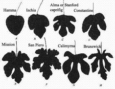 an image of different types of leaves and their names in black ink on white paper