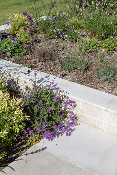 some purple flowers are growing in a garden