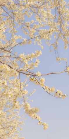 the branches of a tree with white flowers against a blue sky