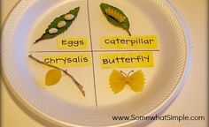 a plate that has four different types of leaves on it with words written in them