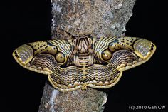 a close up of a moth on a tree