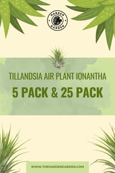 the flyer for an event with plants on it and text that reads,'tillansia air plant ionantha 5 pack & 25 packs