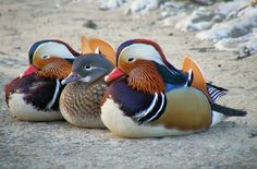 three colorful ducks are sitting on the ground in front of snow covered rocks and gravel