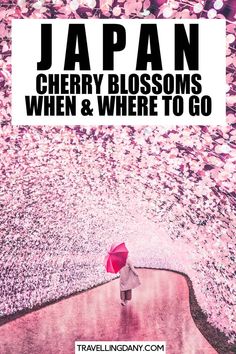 a person holding an umbrella in front of a wall with pink flowers on it and the words japan cherry blossoms when & where to go