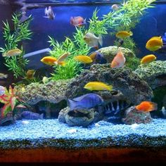 an aquarium filled with lots of different types of fish