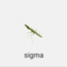 a green insect sitting on top of a white wall with the word stigma in front of it