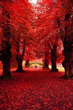 red trees with leaves on the ground and benches in the middle, all lined up