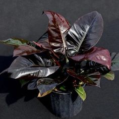 a plant with purple and green leaves in a black pot on a dark table top