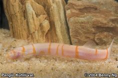 an orange and white striped fish laying on top of sand next to a tree trunk