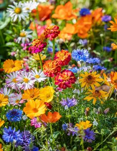 A colorful cottage garden bursting with wildflowers, including daisies, marigolds, cornflowers, and poppies in vibrant shades of orange, yellow, red, blue, and white. Wildflowers create a lively and natural garden scene.