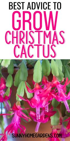 the best advice to grow christmas cactus in your garden is that it's hard to tell