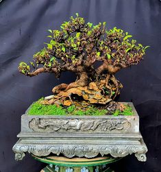 a bonsai tree is growing in an ornate potted planter with moss on it