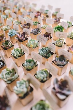 small succulents are arranged on display in wooden trays with name tags