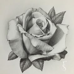 a pencil drawing of a rose with leaves