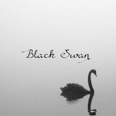 a black swan floating on top of a body of water