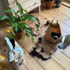 a potted plant sitting on top of a wooden floor next to two bags of dirt