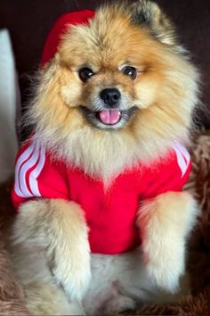 a small pomeranian dog wearing a red shirt