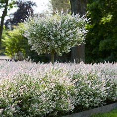 lavender bushes in a garden lined with trees