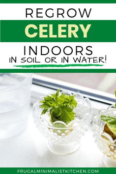 three small glass bowls filled with plants and water on a window sill next to the words regrow celery indoors in soil or in water