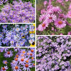 four different pictures of purple flowers with yellow centers