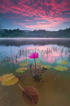 a pink flower floating on top of a lake next to a lush green forest under a purple sky