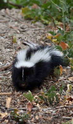 a black and white striped animal laying on the ground in front of some plants with leaves