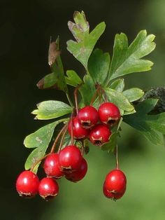 some red berries hanging from a tree branch