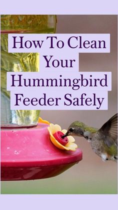 a hummingbird feeding from a feeder with the words how to clean your hummingbird feeder safely