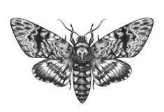 a black and white drawing of a moth