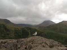 a seagull sitting on top of a large rock in the middle of mountains