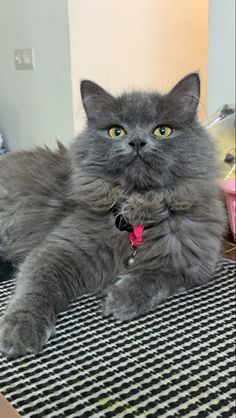 a gray cat laying on top of a table