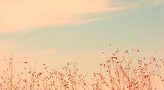 a field with tall grass and flowers in the foreground