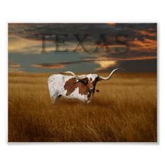 a longhorn steer standing in a field with the word texas on it's back