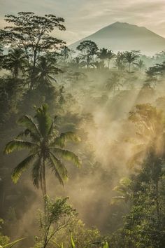 the sun is shining through the trees in the jungle with mist rising from the forest floor