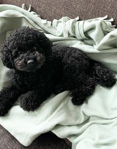 a small black dog laying on top of a blanket