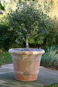 an olive tree is growing in a large pot