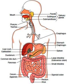 diagram of the human body organs labeled in description