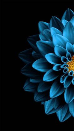 a blue flower with yellow center on black background