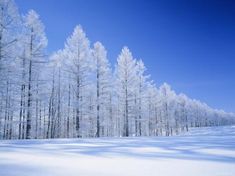 a snow covered field with trees and blue sky in the backgrounnds