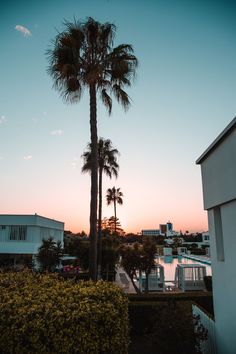 a palm tree in front of a body of water with buildings in the background at sunset