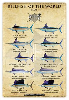 an old poster shows different types of fish in the world, including blue marlin and swordfish